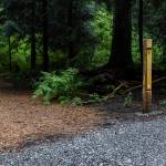 A post marks the start of the Fern Trail inside Mother Natures Window Park on Thursday, May 14, 2026 in Marysville, Washington. (Olivia Vanni / The Herald)
