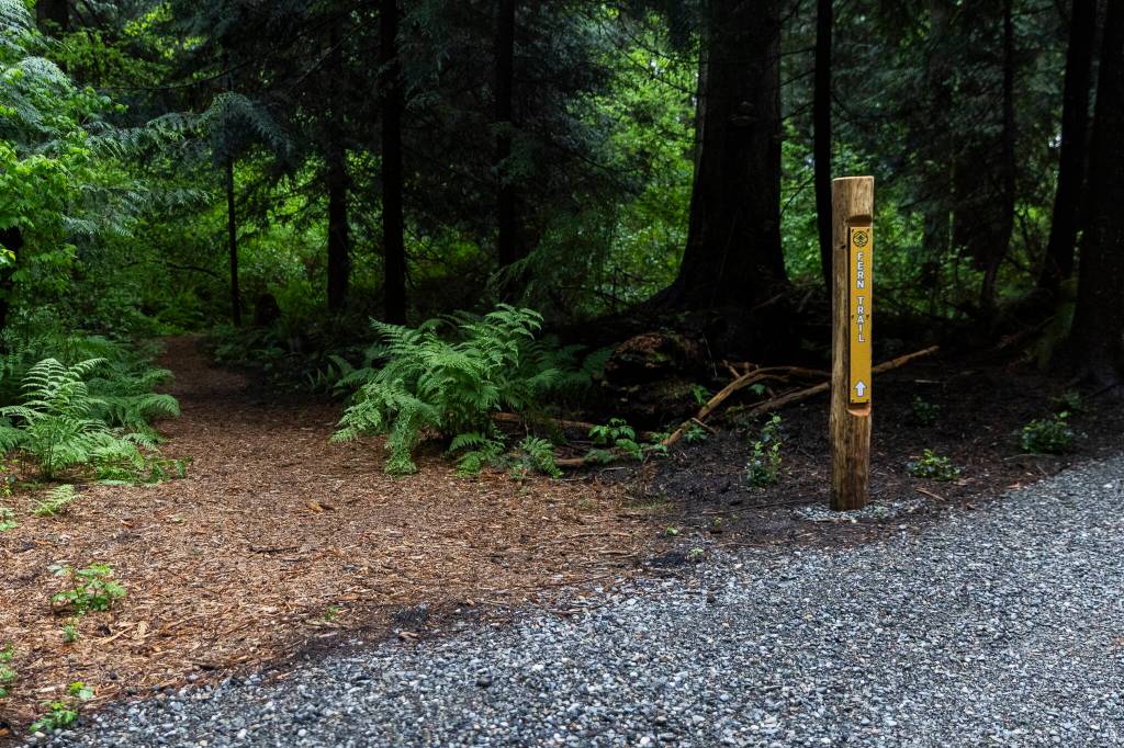A post marks the start of the Fern Trail inside Mother Natures Window Park on Thursday, May 14, 2026 in Marysville, Washington. (Olivia Vanni / The Herald)