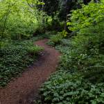 A path weaves through the trees and undergrowth of Mother Natures Window Park on Thursday, May 14, 2026 in Marysville, Washington. (Olivia Vanni / The Herald)