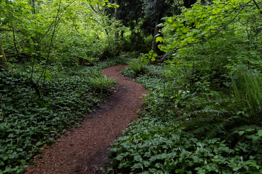 A path weaves through the trees and undergrowth of Mother Natures Window Park on Thursday, May 14, 2026 in Marysville, Washington. (Olivia Vanni / The Herald)