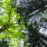 A variety of tree create a canopy over Comeford Road in Mother Natures Window Park on Thursday, May 14, 2026 in Marysville, Washington. (Olivia Vanni / The Herald)
