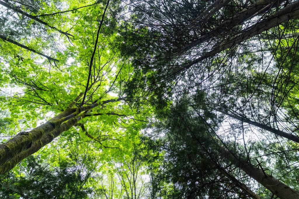 A variety of tree create a canopy over Comeford Road in Mother Natures Window Park on Thursday, May 14, 2026 in Marysville, Washington. (Olivia Vanni / The Herald)