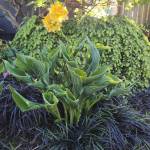Grass Black Mondo Hosta Praying Hands Hemloock Coles Prostrate and Rhody luteum. (Sunnyside Nursery)