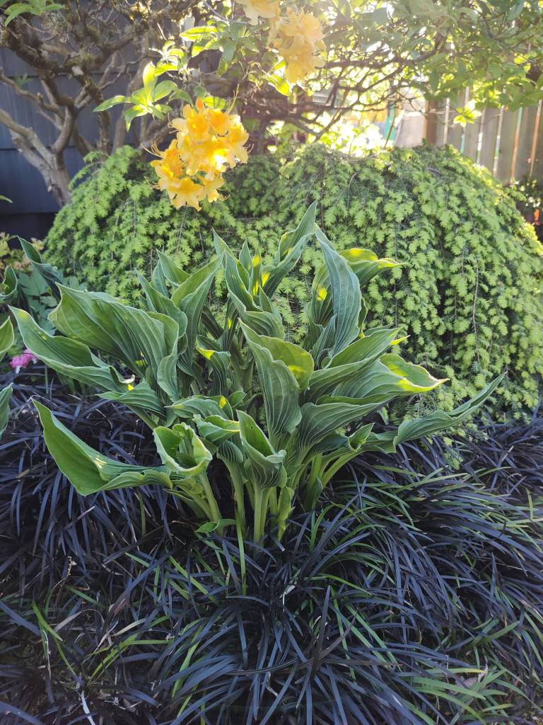 Grass Black Mondo Hosta Praying Hands Hemloock Coles Prostrate and Rhody luteum. (Sunnyside Nursery)