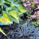 Hosta Orange Marmalade and Grass Black Mondo. (Sunnyside Nursery)