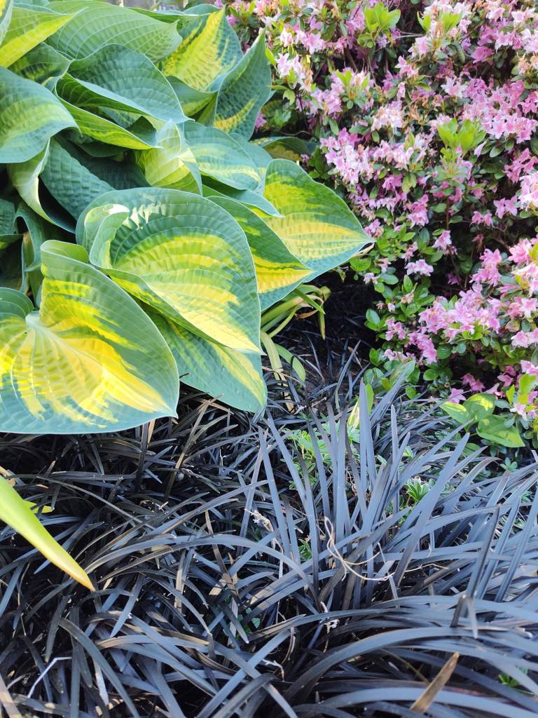 Hosta Orange Marmalade and Grass Black Mondo. (Sunnyside Nursery)