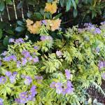 Jacobs Ladder Golden Feathers & Rhody Seaview Sunset. (Sunnyside Nursery)