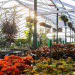 Sun shines through one of the greenhouses at Flower World on Wednesday, Dec. 31, 2025 in Snohomish, Washington. (Olivia Vanni / The Herald)