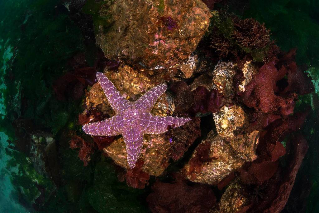 A purple ochre sea star between the jetty and the first buoy on Jetty Way at the Edmonds Underwater Park in Edmonds, Washington. (Annie Crawley)