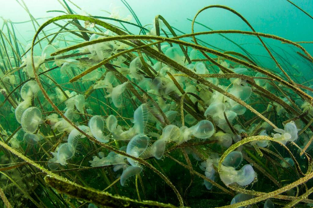 Melibe nudibranchs cling to eel grass, which sequesters carbon and acts as a nursery for juvenile marine life, as they filter feed plankton in the water column between the first and second buoys at Edmonds Underwater Park in Edmonds, Washington. (Annie Crawley)