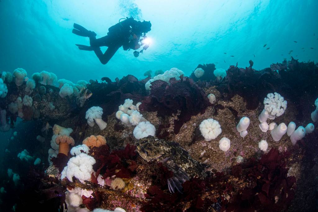 Diver Daniel Dembowy explores the top of the Lopez Pontoon, the western boundary of the park located between Jetty and Cathedral Way at the Edmonds Underwater Park in Edmonds, Washington. (Annie Crawley)