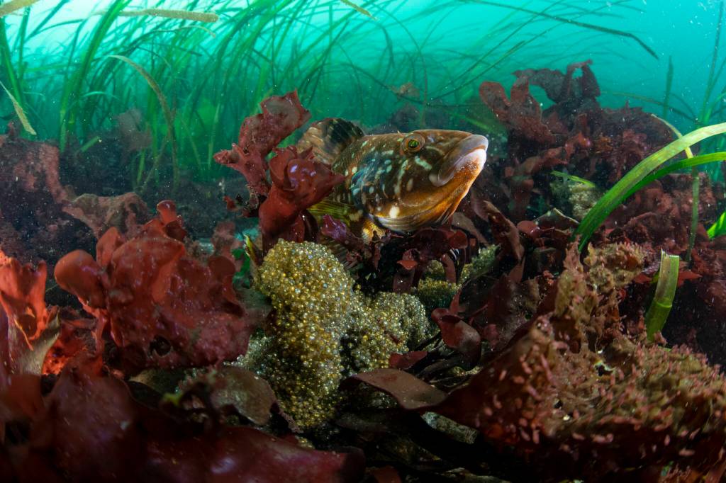 Annie Crawley 
A whitespotted greenling male protects its clutch of eggs at Edmonds Underwater Park in Edmonds. Males guard egg masses during the winter and can be aggressive towards divers.