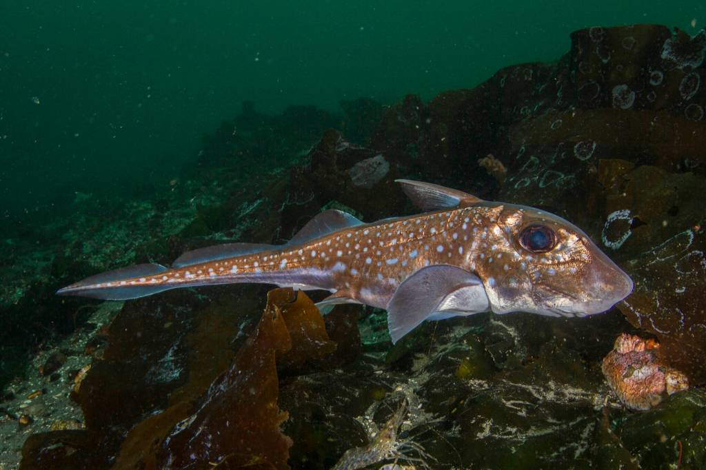 Annie Crawley 
A ratfish, a deep-water fish in the Chimaeridae family, comes into shallow water throughout the Edmonds Underwater Park in Edmonds.