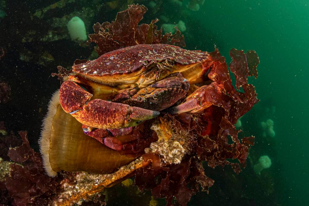 Two red rock crabs at the Edmonds Underwater Park in Edmonds, Washington. The male crabs will carry the female until she molts so that they can then mate. (Annie Crawley)