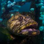 Divers can find Lingcod, which can grow to around 5 feet in length, on the rocky reefs, wrecks and structures throughout the Edmonds Underwater Park in Edmonds, Washington. (Annie Crawley)
