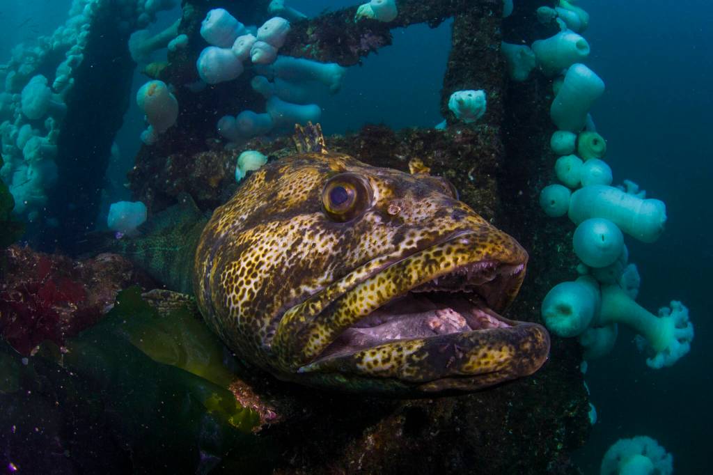 Divers can find Lingcod, which can grow to around 5 feet in length, on the rocky reefs, wrecks and structures throughout the Edmonds Underwater Park in Edmonds, Washington. (Annie Crawley)