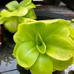 Pinguicula Butterwort in houseplants. (Sunnyside Nursery)