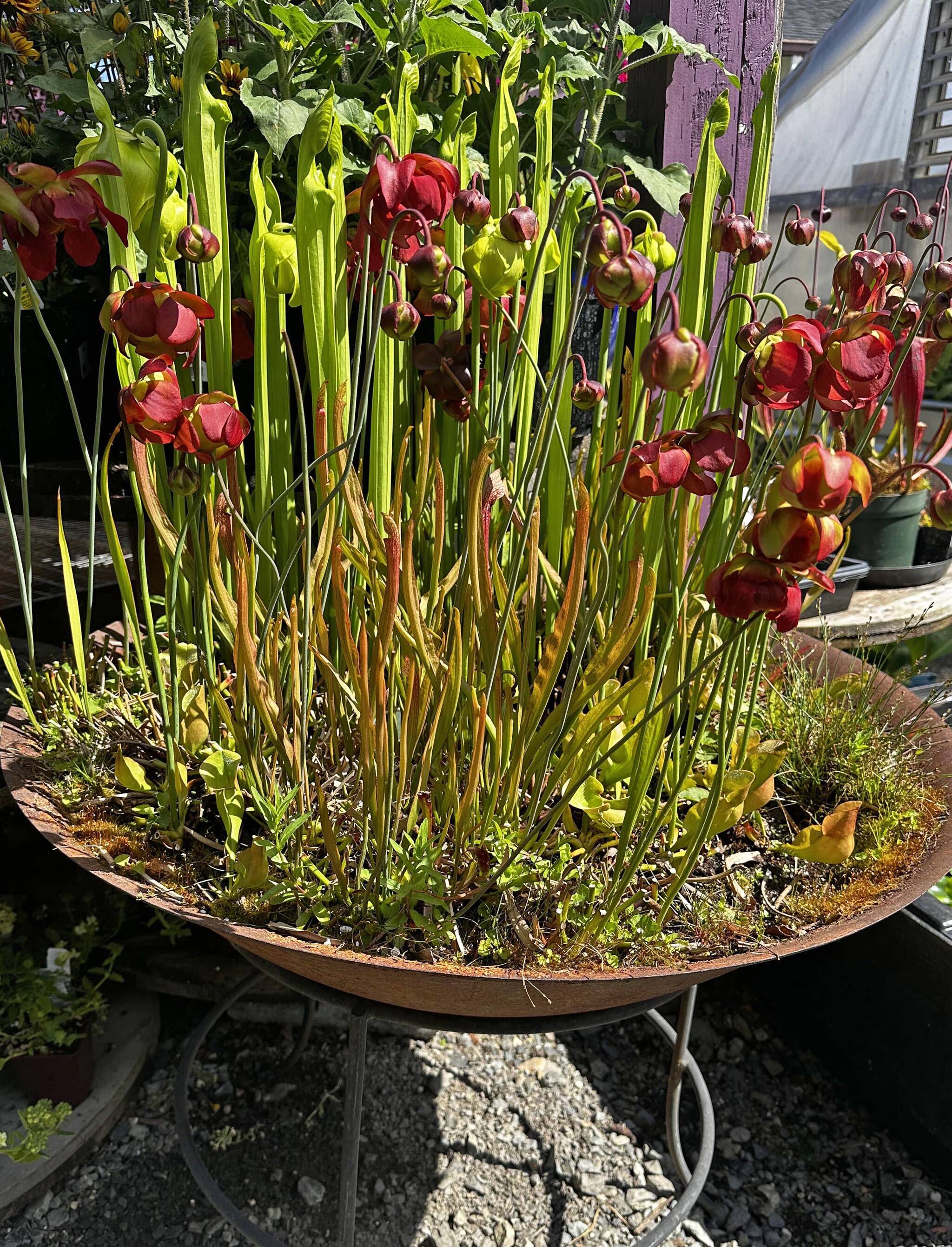 The Golfing Gardener: Get your bog on! | HeraldNet.com