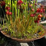 Planted bog bowl. (Sunnyside Nursery)