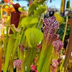 Sarracenias (Sunnyside Nursery)
