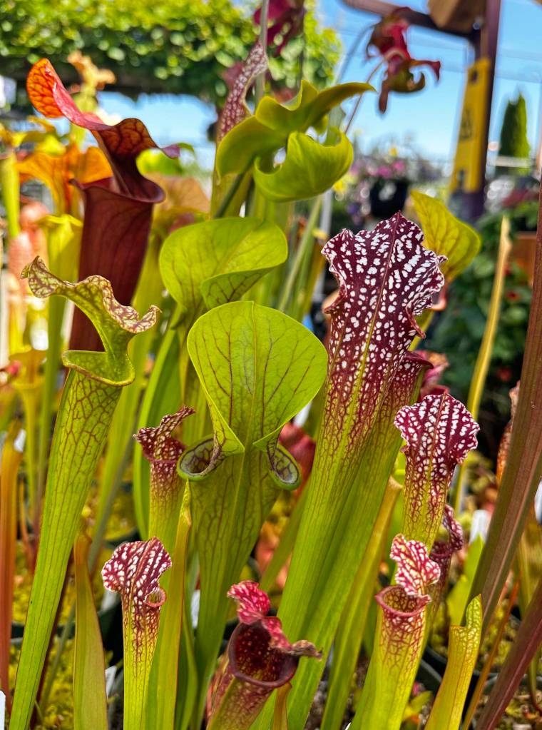 Sarracenias (Sunnyside Nursery)