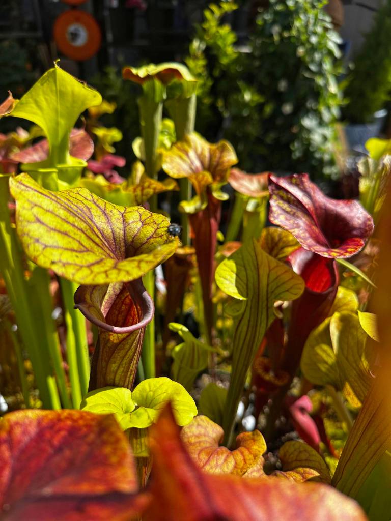 Sarracenias with fly. (Sunnyside Nursery)