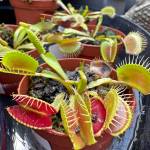 Venus Flytrap in houseplants. (Sunnyside Nursery)