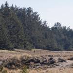 People walk along the Dunes Interpretive Trail at Deception Pass State Park on Monday, March 2, 2026 in Oak Harbor, Washington. (Olivia Vanni / The Herald)