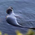 Elsie, a resident elephant seal, lies along the shore of Sharpe Cove across from Rosario Beach at Deception Pass State Park on Monday, March 2, 2026 in Anacortes, Washington. (Olivia Vanni / The Herald)