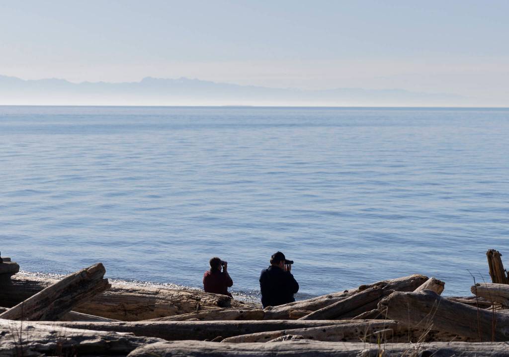 People sit with binoculars and look out over the water from West Beach at Deception Pass State Park on Monday, March 2, 2026 in Oak Harbor, Washington. (Olivia Vanni / The Herald)