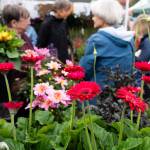 Roses bloom during the Sorticulture gardening festival on Friday, June 5, 2026, in downtown Everett, Washington. (Will Geschke / The Herald)