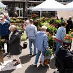 Shoppers browse vendors selling flowers during the Sorticulture gardening festival on Friday, June 5, 2026, in downtown Everett, Washington. (Will Geschke / The Herald)