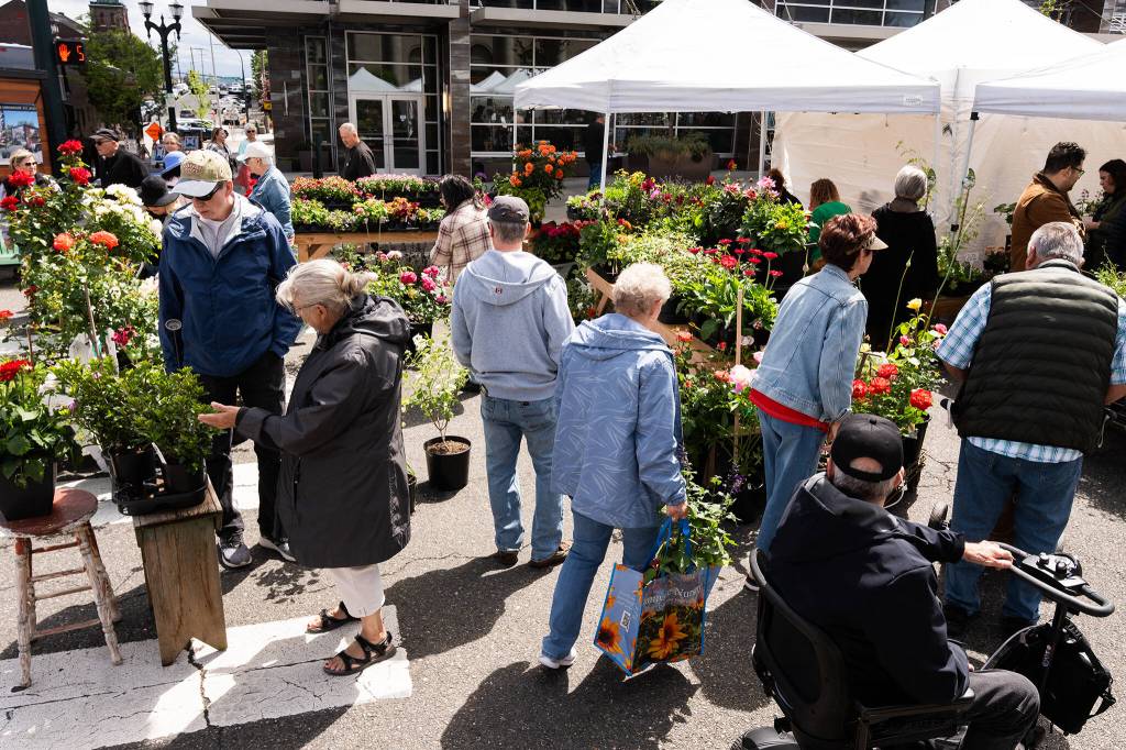 Shoppers browse vendors selling flowers during the Sorticulture gardening festival on Friday, June 5, 2026, in downtown Everett, Washington. (Will Geschke / The Herald)