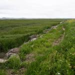 A section of the Skagit Bay Dike, shown here on Thursday, June 4, 2026, damaged by erosion in a January storm. (Will Geschke / The Herald)