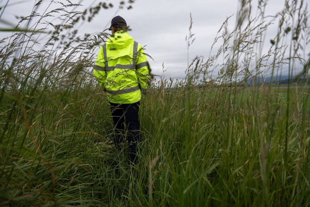 Alan Lytton, Stanwoods city engineer, walks along the Skagit Bay Dike Thursday, June 4, 2026 outside Stanwood, Washington. (Will Geschke / The Herald)