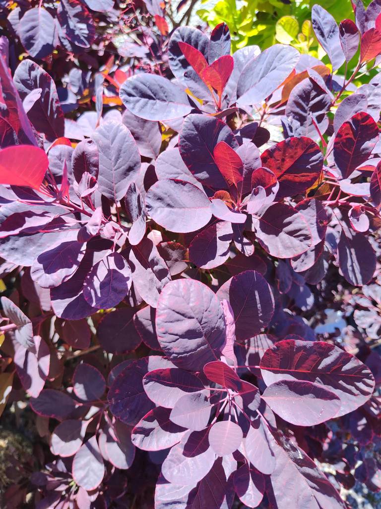 Smoke Tree Continus Royal Purple (Sunnyside)