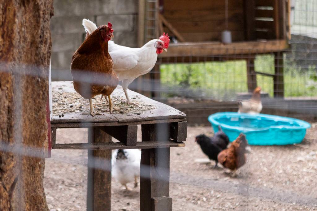 Chickens roam their enclosure at Vaughns Teaching Farm and Kitchen on Thursday, June 25, 2026, in Lynnwood, Washington. (Olivia Vanni / The Herald)