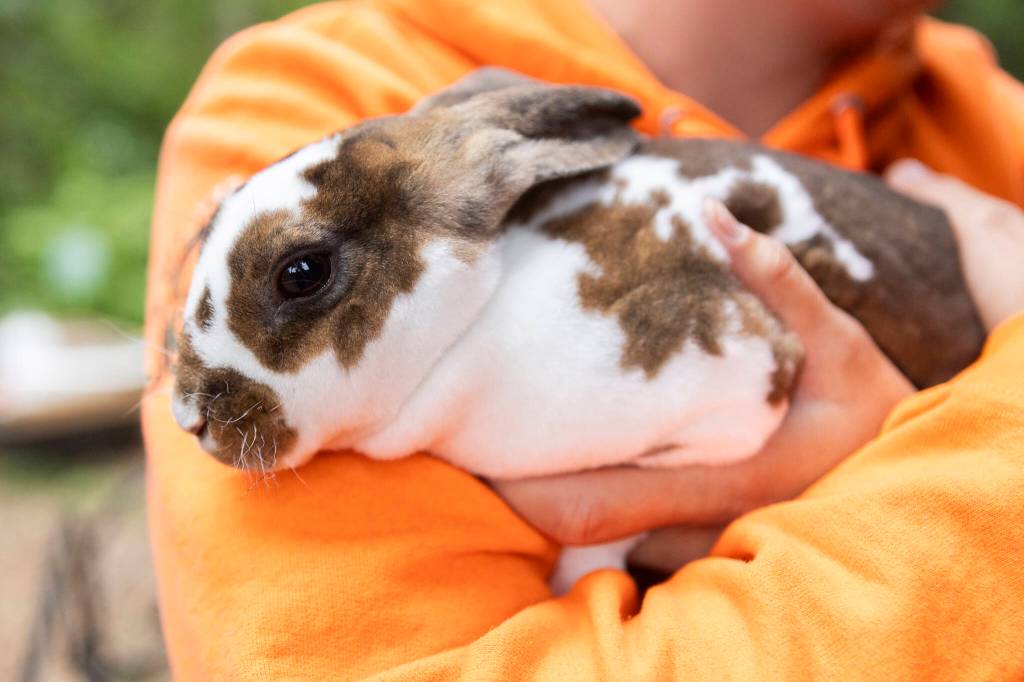One of the resident rabbits at Vaughns Teaching Farm and Kitchen on Thursday, June 25, 2026 in Lynnwood, Washington. (Olivia Vanni / The Herald)