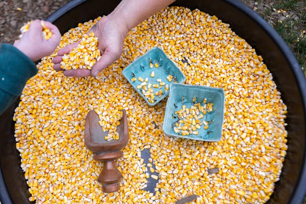 People play with dried corn kernels at Vaughns Teaching Farm and Kitchen on Thursday, June 25, 2026 in Lynnwood, Washington. (Olivia Vanni / The Herald)