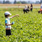 Daniel L., 8, holds up a strawberry while doing u-pick at Bailey Farm on Wednesday, June 24, 2026 in Snohomish, Washington. (Olivia Vanni / The Herald)