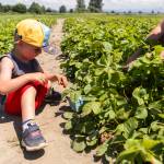 Sawyer Lee, 3, picks strawberries with his siblings and mother at Bailey Farm on Wednesday, June 24, 2026 in Snohomish, Washington. (Olivia Vanni / The Herald)