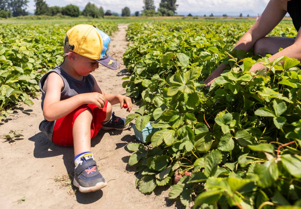 Sawyer Lee, 3, picks strawberries with his siblings and mother at Bailey Farm on Wednesday, June 24, 2026 in Snohomish, Washington. (Olivia Vanni / The Herald)