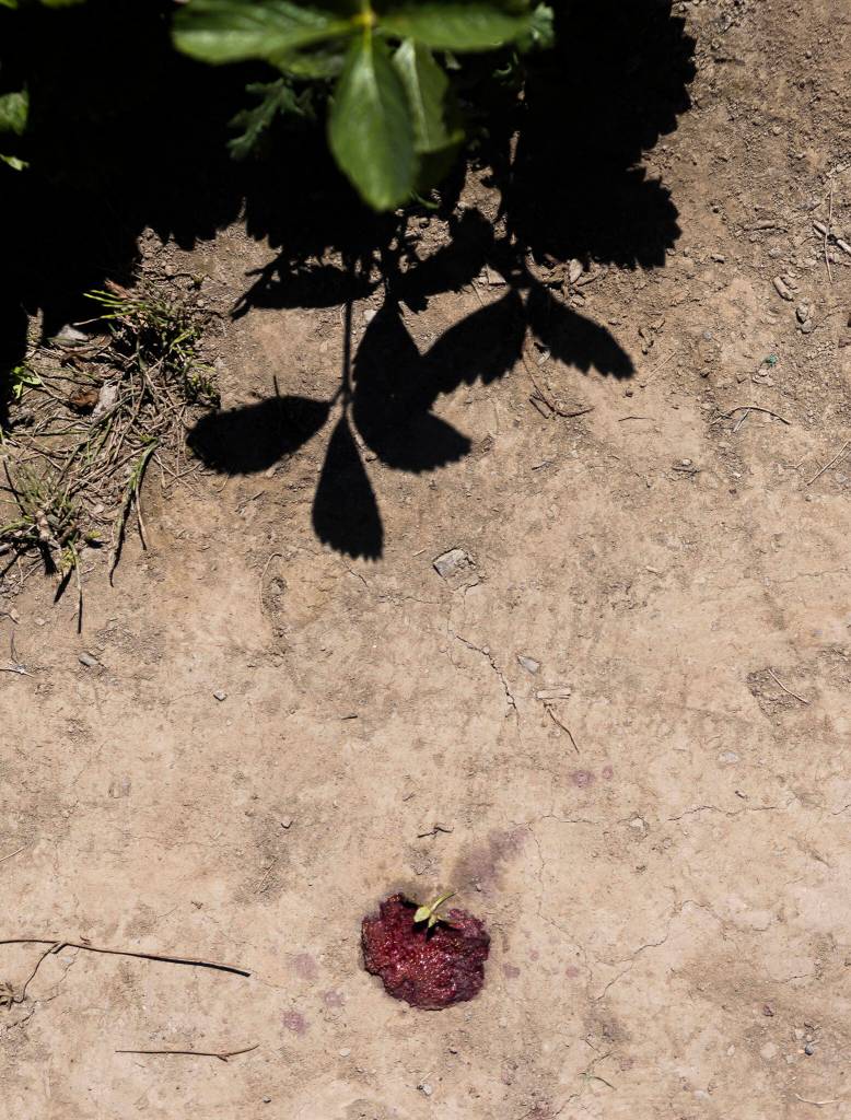 A smashed strawberry is seen between rows of strawberry plants on Wednesday, June 24, 2026 in Snohomish, Washington. (Olivia Vanni / The Herald)