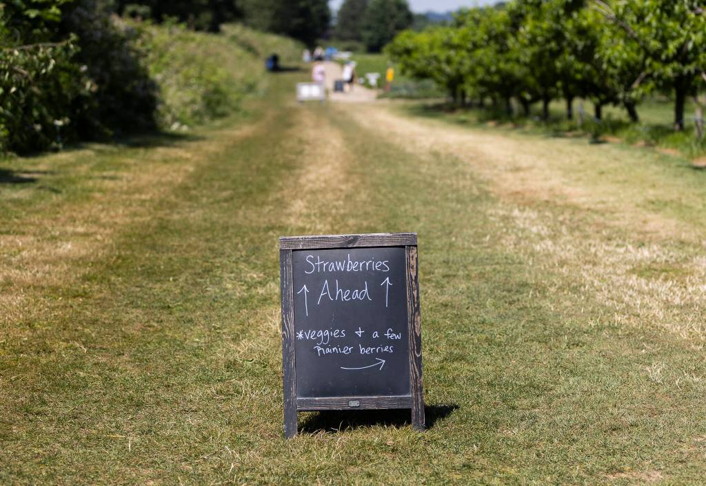 A sign directs u-pickers to the available fruits and vegetables at Bailey Farm on Wednesday, June 24, 2026 in Snohomish, Washington. (Olivia Vanni / The Herald)