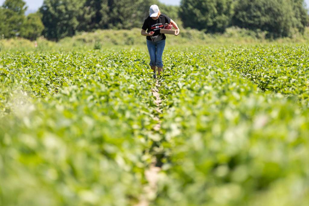A person inspects a strawberry on Wednesday, June 24, 2026, in Snohomish, Washington. (Olivia Vanni / The Herald)