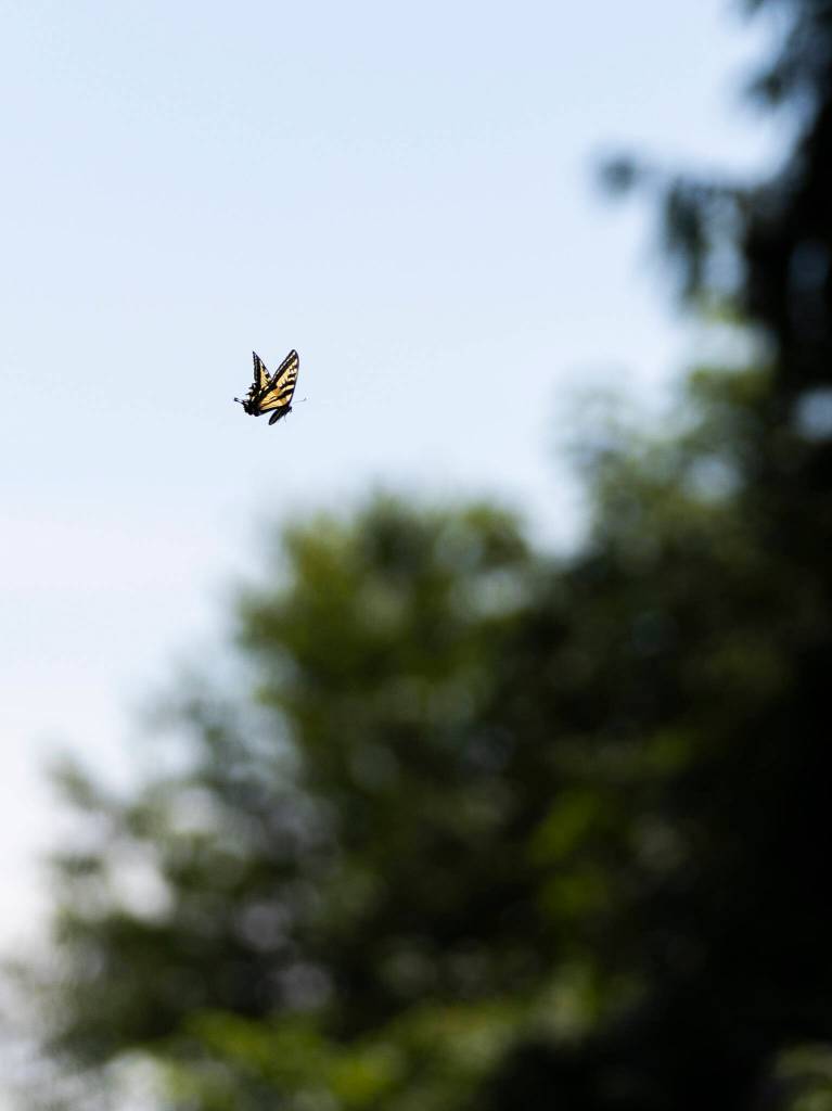 A swallowtail butterfly flies through the Bailey Farm fields on Wednesday, June 24, 2026, in Snohomish, Washington. (Olivia Vanni / The Herald)