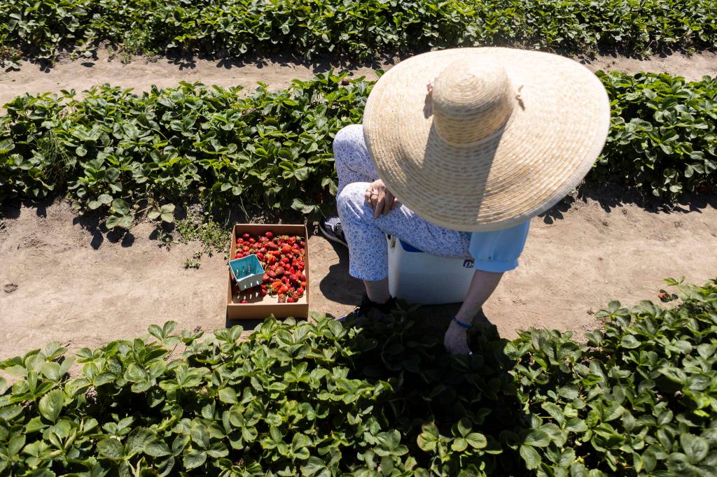 Torii Guettler picks strawberries under the shade of her large sunhat at Bailey Farm on Wednesday, June 24, 2026, in Snohomish, Washington. (Olivia Vanni / The Herald)