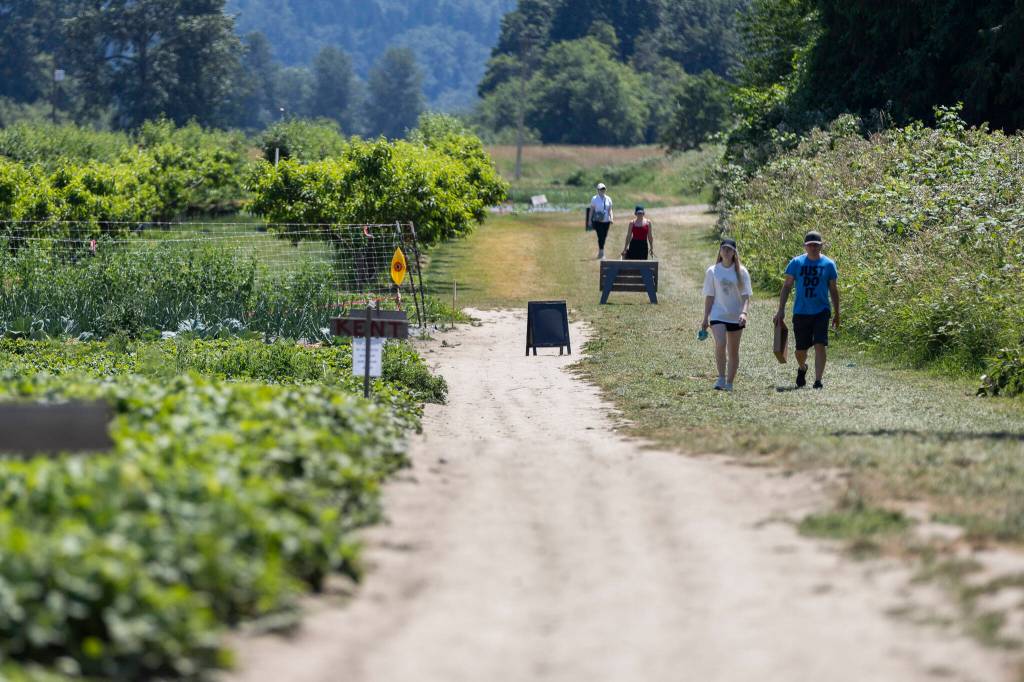 People walk along the rows of fruits and vegetables avail for u-pick at Bailey Farm on Wednesday, June 24, 2026, in Snohomish, Washington. (Olivia Vanni / The Herald)