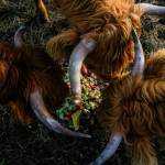 Scott Luckie and Tara Luckies Highland cattle munch on table scraps at Luckie Farms on Jan. 4, 2023, in Lake Stevens, Washington. (Annie Barker / The Herald)