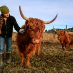 Scott Luckie and Tara Luckies Highland cattle munch on table scraps at Luckie Farms on Jan. 4, 2023, in Lake Stevens, Washington. (Annie Barker / The Herald)